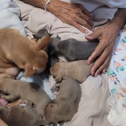 Akita and Chihuahua Puppies from Robinson Rare Chihuahuas & Robinson AKC Akita's