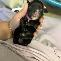 Pink Collar - Black and white female Cocker Spaniel puppy in Morganton, North Carolina from Priceless Pups