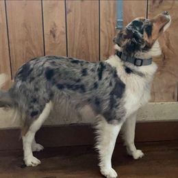 Miniature Australian Shepherds from House of Auss