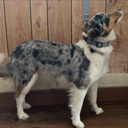 Miniature Australian Shepherds from House of Auss