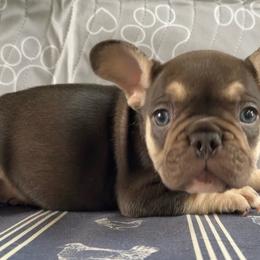 Beth - Tricolors female French Bulldog puppy in Warm Springs, Arkansas from State Line Dachshunds & Frenchies