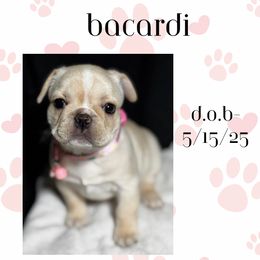 French Bulldog Puppies from Faux Real Frenchies