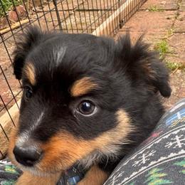 Black Tri female 1 - Black tri female Miniature Australian Shepherd puppy in Redding, California from Lavish Luxuries Mini and Toy Australian Shepherds