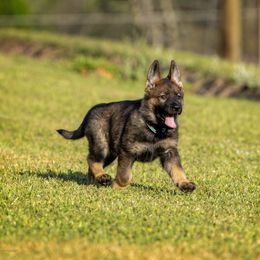 German Shepherd Puppies from Sommerfeld German Shepherds