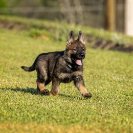 German Shepherd Puppies from Sommerfeld German Shepherds