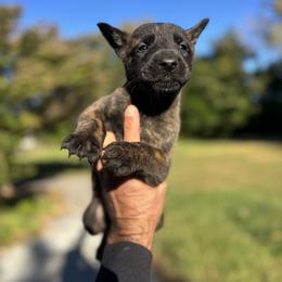 Big red - Black brindle male Dutch Shepherd puppy in Lake Forest, California from Lisa's Dutchies