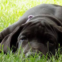 Great Danes from Danes of Dundee