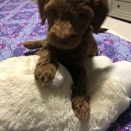 Goldendoodle Puppies from Da Ruba Doodles