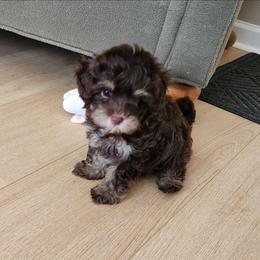 Miss Orange - Chocolate female Goldendoodle puppy in Cumming, Georgia from Chattahoochee Kennels
