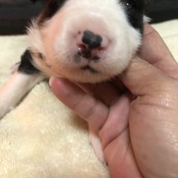 Border Collie Puppies from Burke BC’s