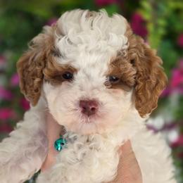 Corduroy - Parti male Goldendoodle puppy in Vernon, Texas from Sugarland's Texas Goldendoodles