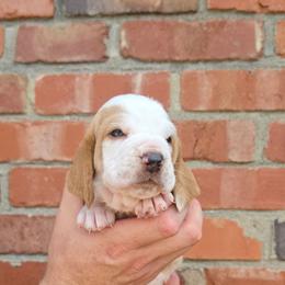 Dolly - Red and white female Basset Hound puppy in Bellaire, Ohio from Blessed Bassets