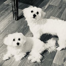 Maltese from Mimi’s Babies