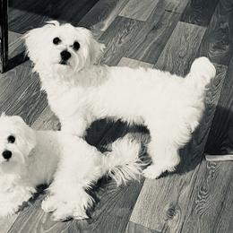 Maltese from Mimi’s Babies
