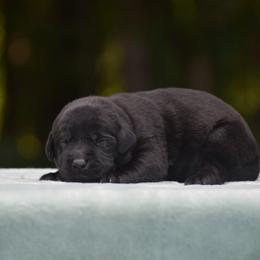 Labrador Retriever Puppies from Abe Turner