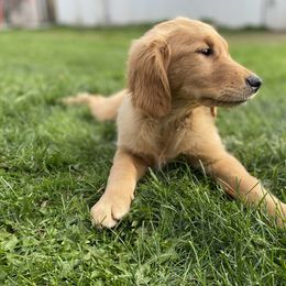 Golden Retriever Puppies from DeClercks Goldens