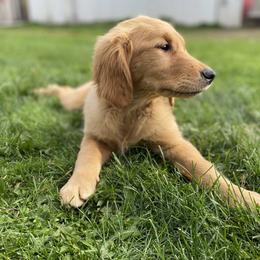 Golden Retriever Puppies from DeClercks Goldens
