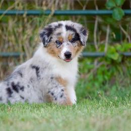 Bmm - Blue merle male Miniature American Shepherd puppy in Stephenville, Texas from Diamond H Aussies