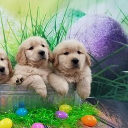 Golden Retriever Puppies from SUN-GOLDEN KENNELS