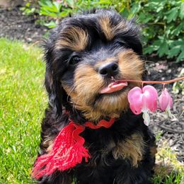 Poodles from Oopsydaisypuppies