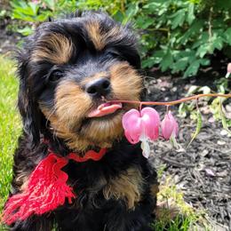 Poodles from Oopsydaisypuppies