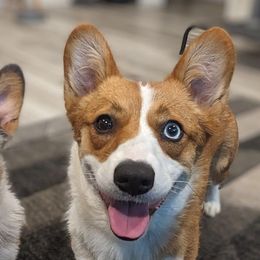 Merlot - Pembroke Welsh Corgi