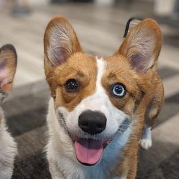 Merlot - Pembroke Welsh Corgi
