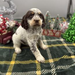 Noel - Tri-Roan female English Springer Spaniel puppy in Rogers, Ohio from StoneyBrook Setters