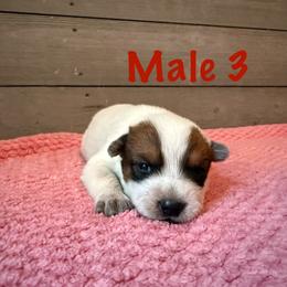 Atlas - Red mottled male Australian Cattle Dog puppy in Axton, Virginia from Red Clay Kennels