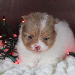 AKC Penny - Chocolate merle female Pomeranian puppy in Albany, Indiana from Hatz Off Puppies