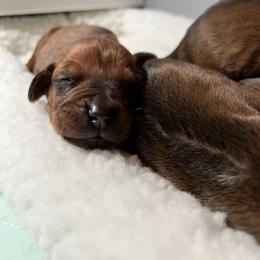 Rhodesian Ridgeback Puppies from Allegro Rhodesian Ridgebacks