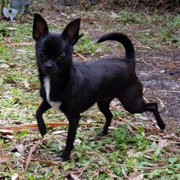 Zele - Chihuahua