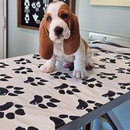 Buster - Lemon and white male Basset Hound puppy in Foley, Alabama from Jubilee Basset Hounds