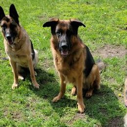 German Shepherds from DeGroot Shepherds