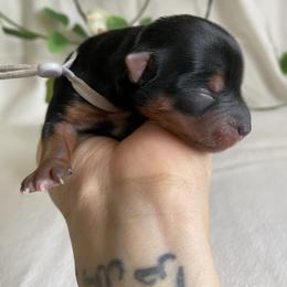 Enza - Black and tan female Yorkshire Terrier puppy in Stockton, California from Lala & Co.