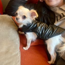 Pixie - Chihuahua