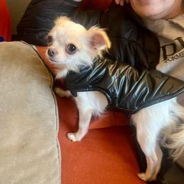 Pixie - Chihuahua