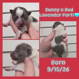 Boy 4 - Lavender male Pomeranian puppy in Washington, North Carolina from Grace's Poms🐾💕