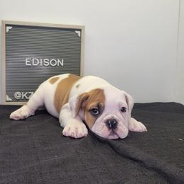 Edison - Red and white male Bulldog puppy in Hillsdale County, Michigan from KZ Bullies LLC
