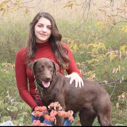 Phoebe - Labrador Retriever