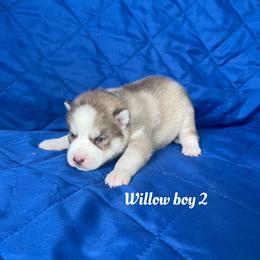 Willow boy 2 - Brown and white male Siberian Husky puppy in Ocala, Florida from Florida Husky Puppies