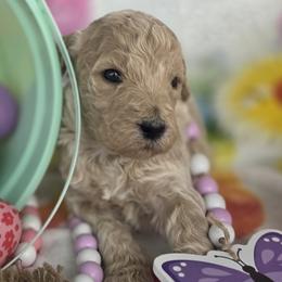 Meadow, Cream with a hint of champagne girl - Cream female Goldendoodle puppy in Freedom, New York from Samantha's Goldendoodles
