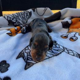 Noah - Dapple male Dachshund puppy in Powell, Tennessee from Tall & Tiny TN k9s