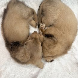 Dachshund Puppies from The Dach House