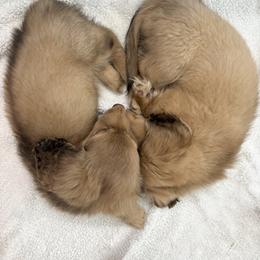 Dachshund Puppies from The Dach House