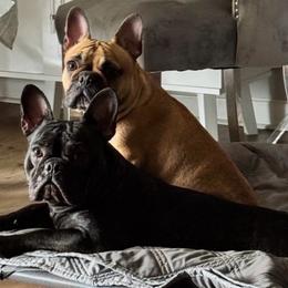 Stormy - French Bulldog