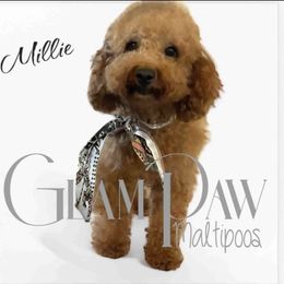 Millie - Poodle