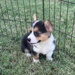Girl 1 - Black and tan female Pembroke Welsh Corgi puppy in Honey Grove, Texas from JK Ranch Corgis