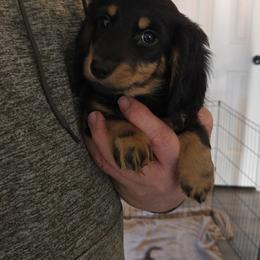 Peppermint - Black and cream female Dachshund puppy in Lincolnton, North Carolina from Oakview Kennels