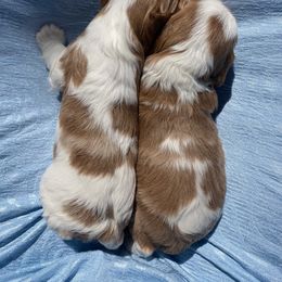 Cavalier King Charles Spaniel Puppies from Country View Cavaliers